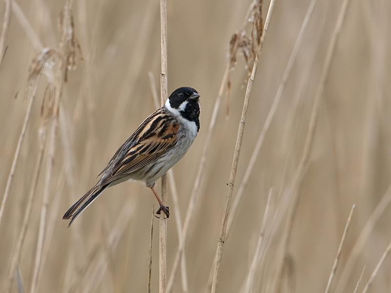 Emberiza schoeniclus Rietgors Reed Bunting